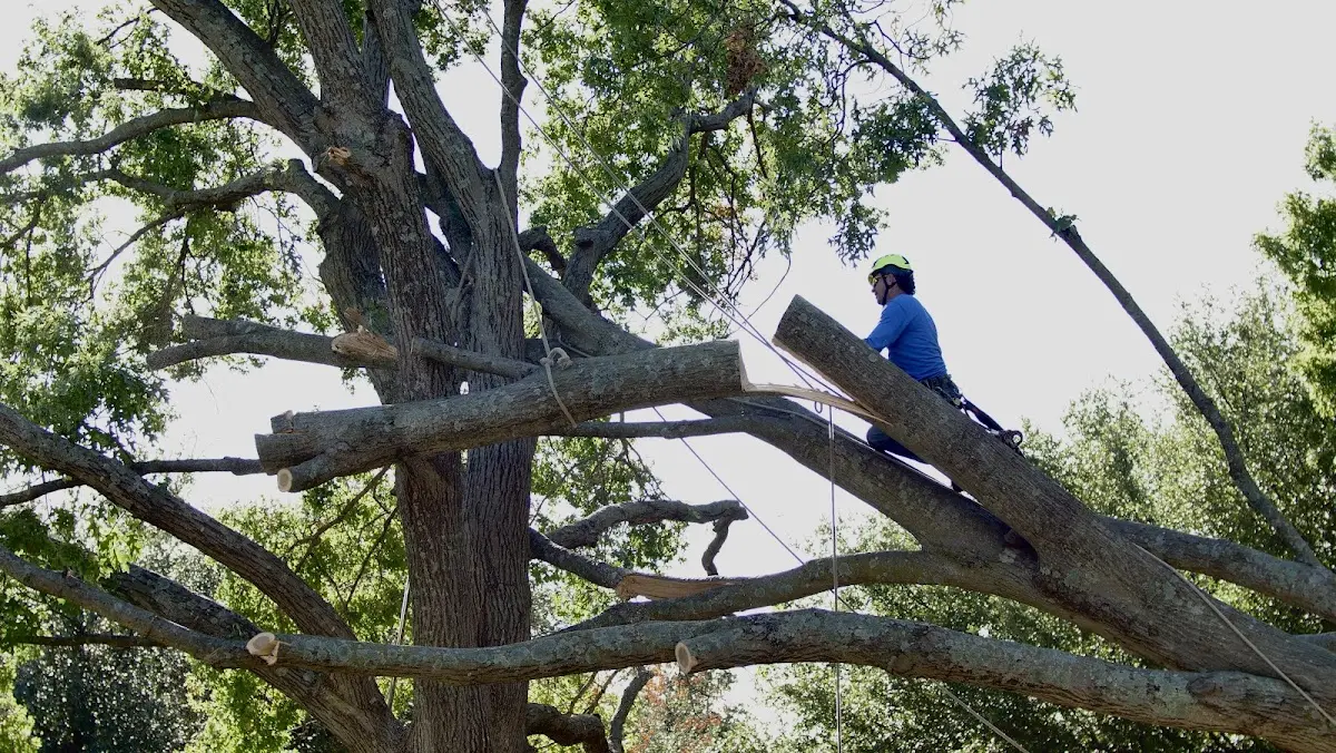 Professional Hazardous Tree Removal performed by certified arborists in Toulon